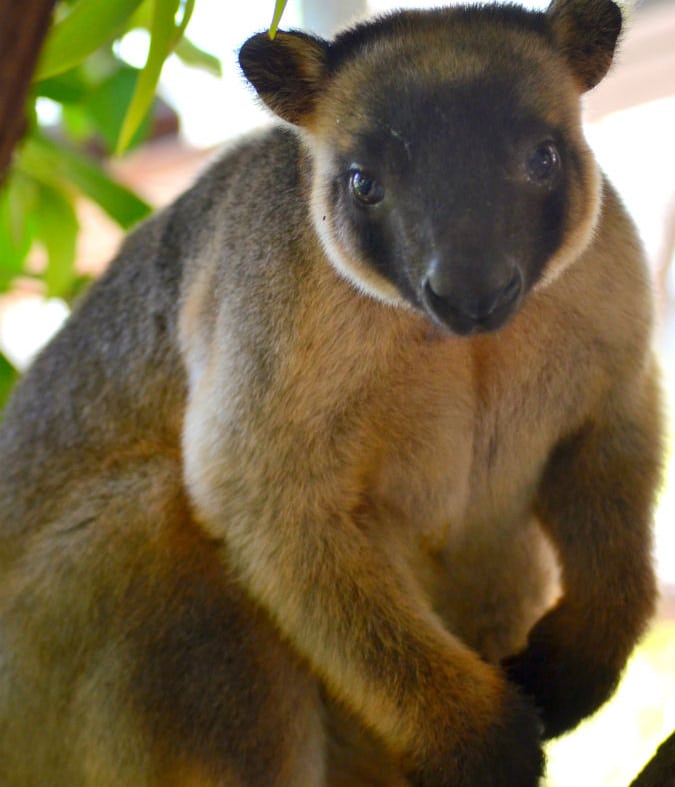 Queensland Wildlife Park - Wildlife Habitat Lumholtz Tree Kangaroo