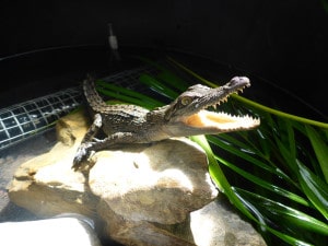 Port Douglas Wildlife Habitat - Crocodile brought into care at Wildlife Care Centre in Port Douglas