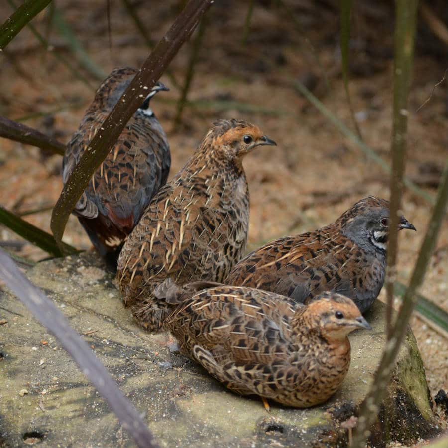 king quails wildlife habitat port douglas