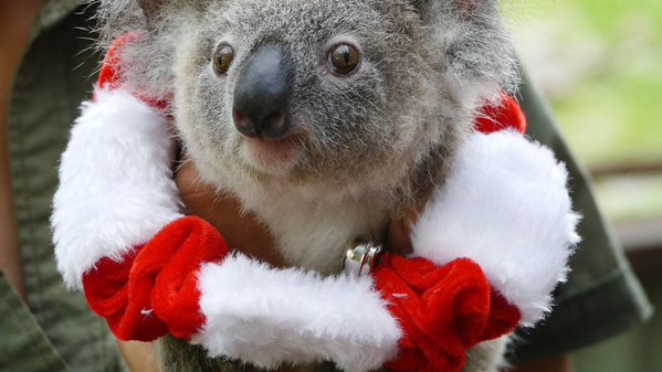 Bon Bon - joey koala born at our sister zoo Rainforestation Nature Park in Kuranda