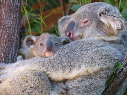 Koala young are called joeys