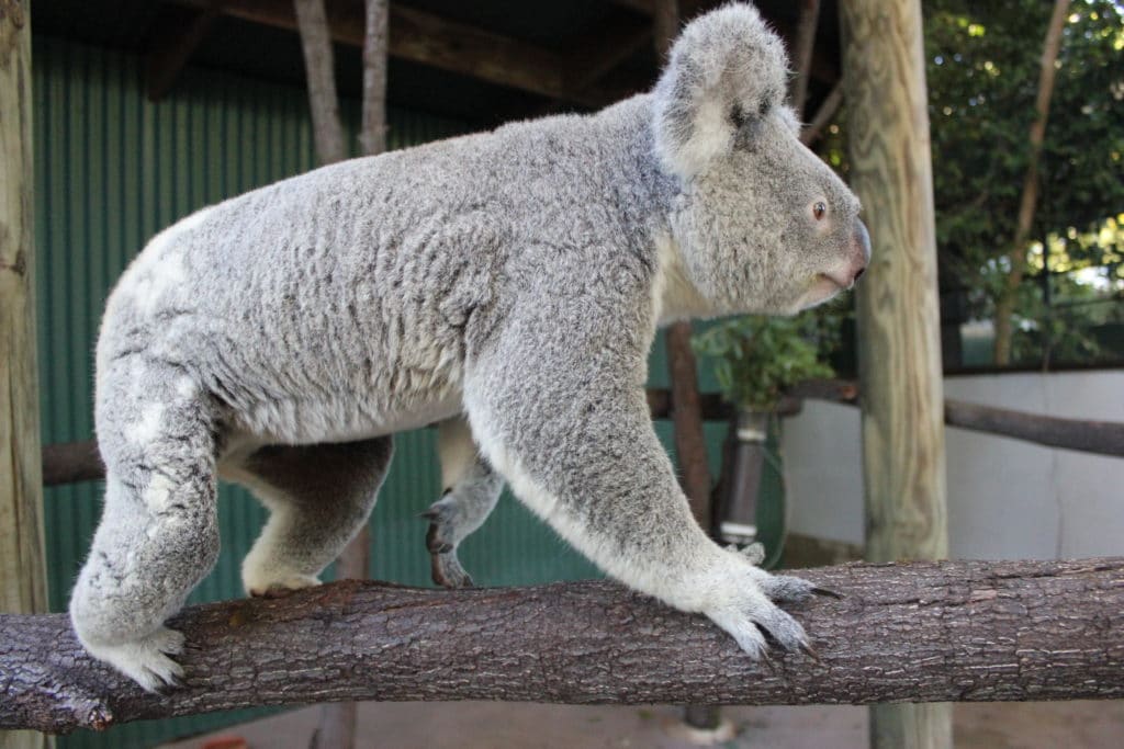 Koala Facts and Koala Photo | Wildlife Habitat Port Douglas