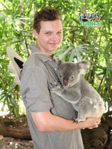 Koala cuddle