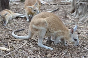 Northern Nailtail wallaby