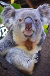 Koala Kodi from Wildlife Habitat has sired a number of captive joeys