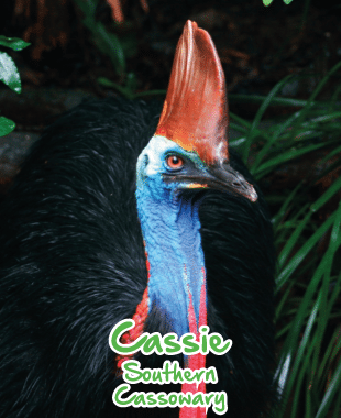 adopt an animal cassowary