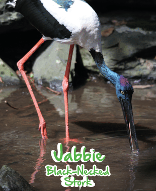 adopt an animal black neck stork