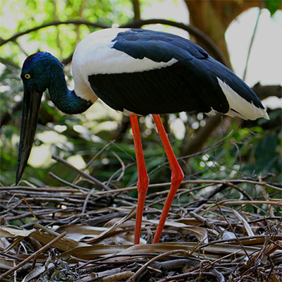jabbie black neck stork wildlife habitat