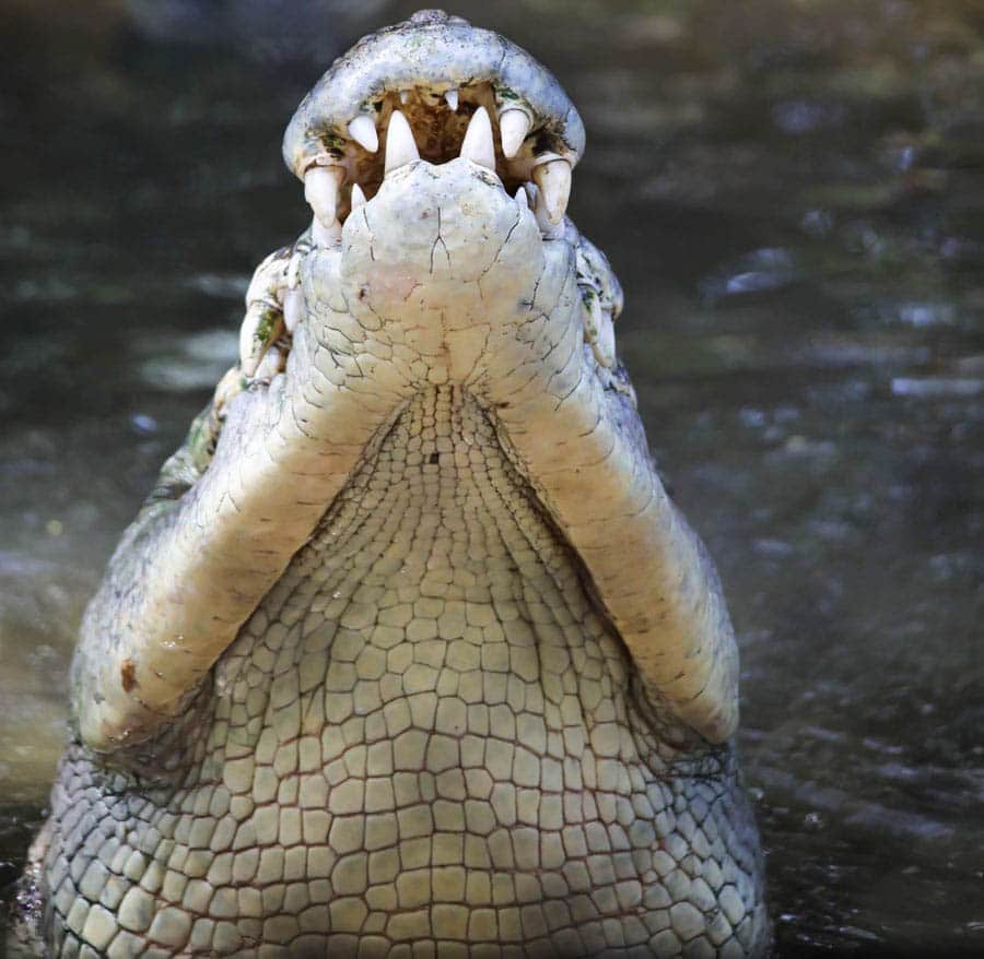 crocodile head up close crocodile feeding
