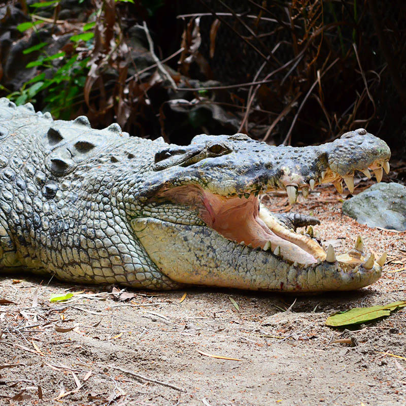 crocodile wildlife habitat