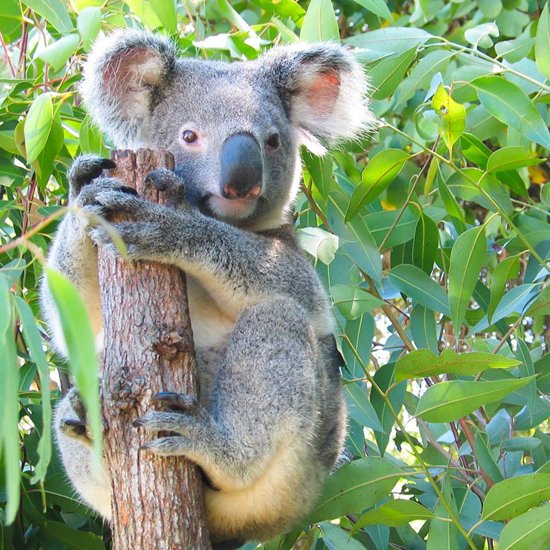 koala feeding presentation wildlife habitat port douglas