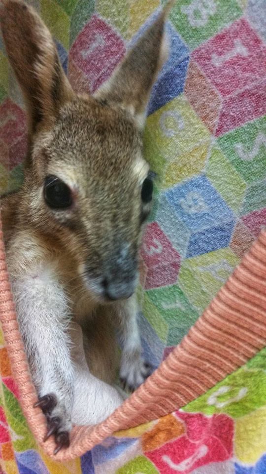 nail tail wallaby joey wildlife habitat