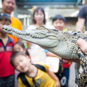small crocodile in reptile presentation