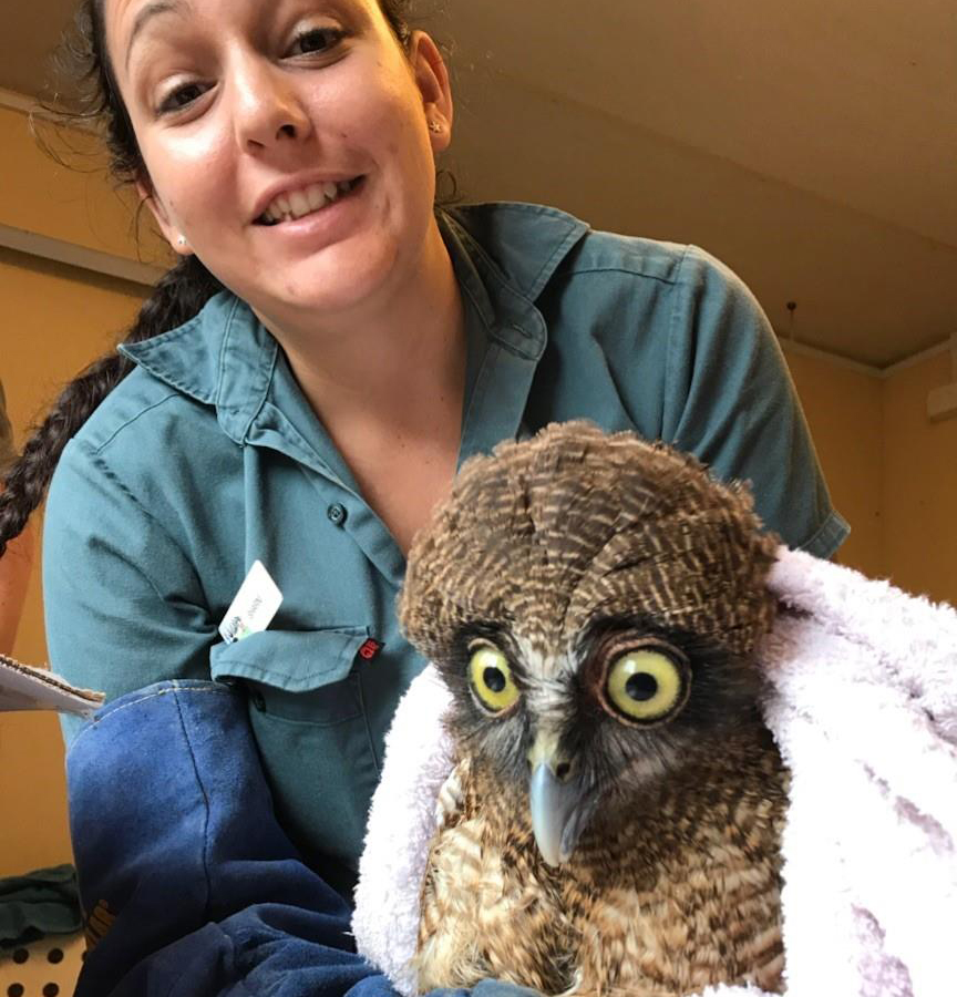 tropical animal rehabilitation centre rescued owl
