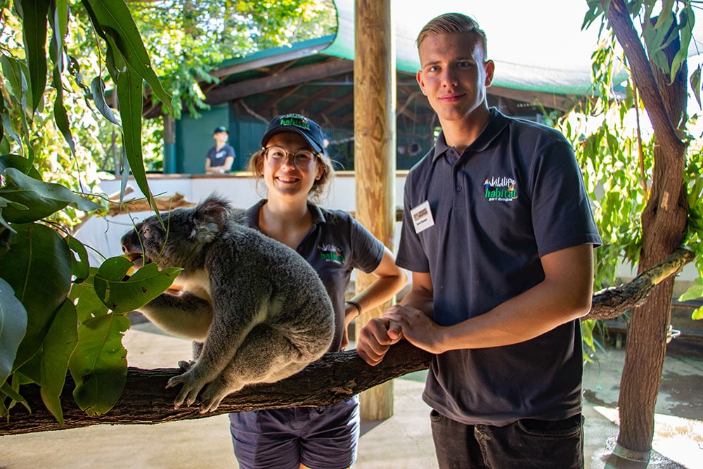 volunteer with animals in australia volunteers and koalas