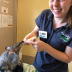 volunteer in TARC tropical animal rehabilitation centre