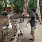 wildlife volunteer feeding pelicans at wildlife habitat port douglas