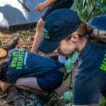 wildlife habitat volunteers koala feeding
