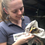 rescue wildlife volunteer with striped possum