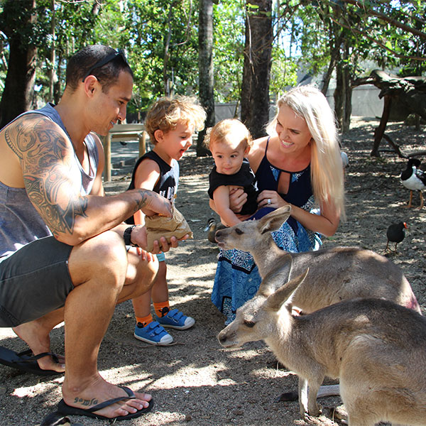hand feeding kangaroos wildlife habitat port douglas