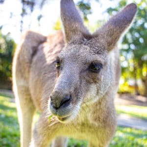 eastern grey kangaroo wildlife habitat port douglas