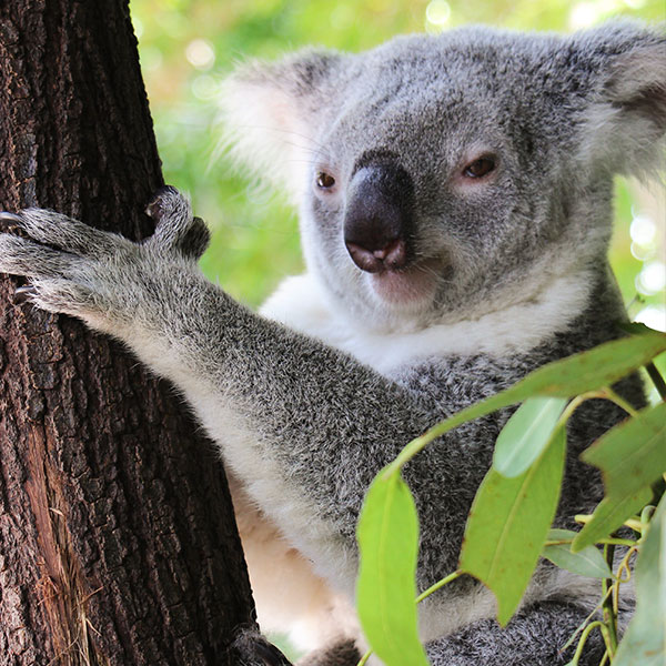 Australian Mammals - Wildlife Habitat Port Douglas