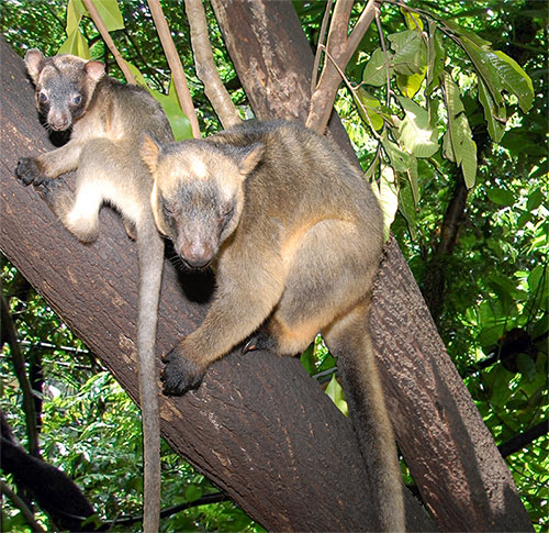 worlds first successful lumholtzs tree kangaroo breeding