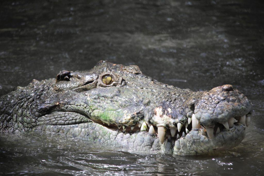 saltwater crocodile at wildlife habitat port douglas