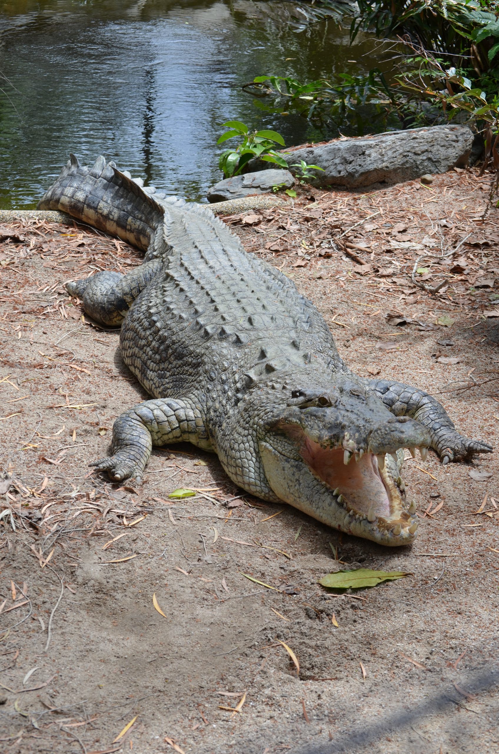 saltwater crocodile at wildlife habitat in port douglas
