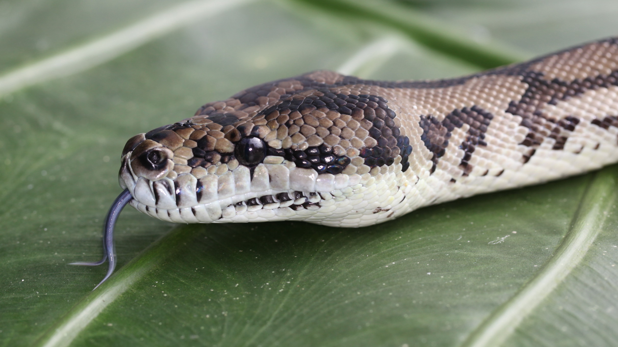 reptiles can be found in the Nocturnal Habitat at Wildlife Habitat in Port Douglas
