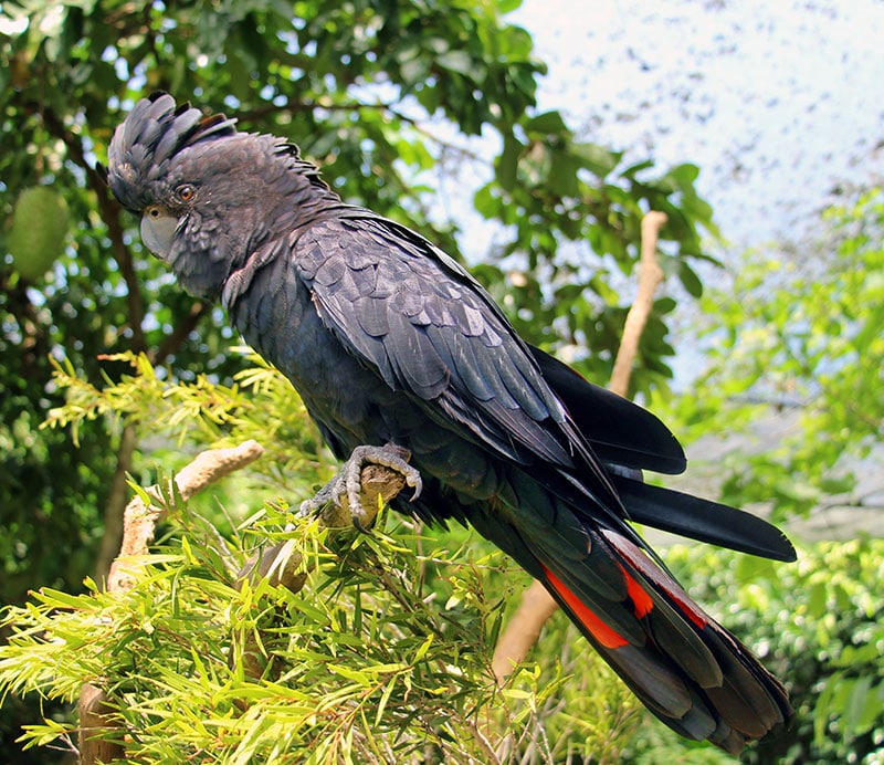the Red Tailed Black Cockatoo - Wildlife Habitat
