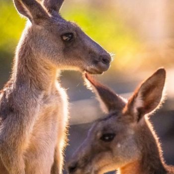Kangaroos Kangaroos